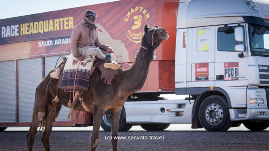 Camel crossing