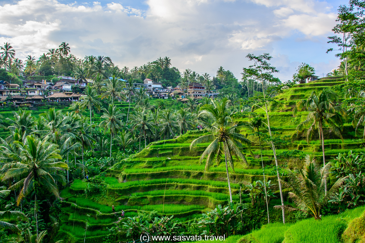 Tegalalang rice terraces