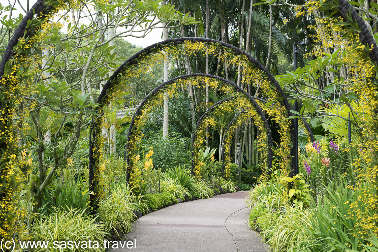 Discover the ultimate highlights of Singapore: Singapore Botanical Gardens